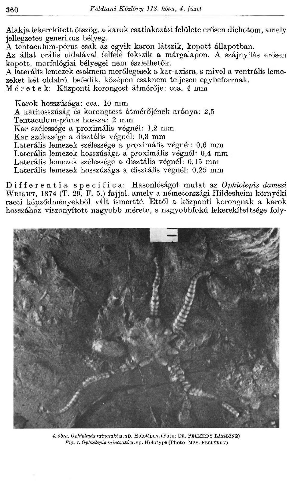 A laterális lemezek csaknem merőlegesek a kar-axisra, s mivel a ventrális lemezeket két oldalról befedik, középen csaknem teljesen egybeforrnak. Méretek: Központi korongest átmérője: cca.