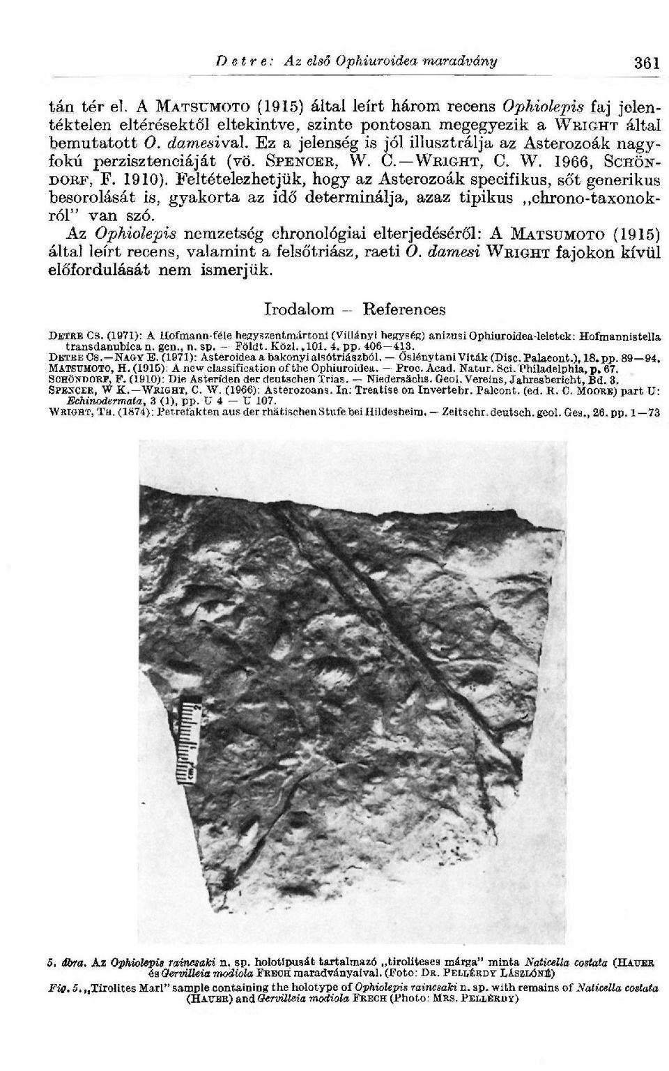 Ez a jelenség is jól illusztrálja az Asterozoák nagyfokú perzisztenciáját (vö. SPENCER, W. C. WRIGHT, С. W. 1966, SCHÖN DORF, F. 1910).