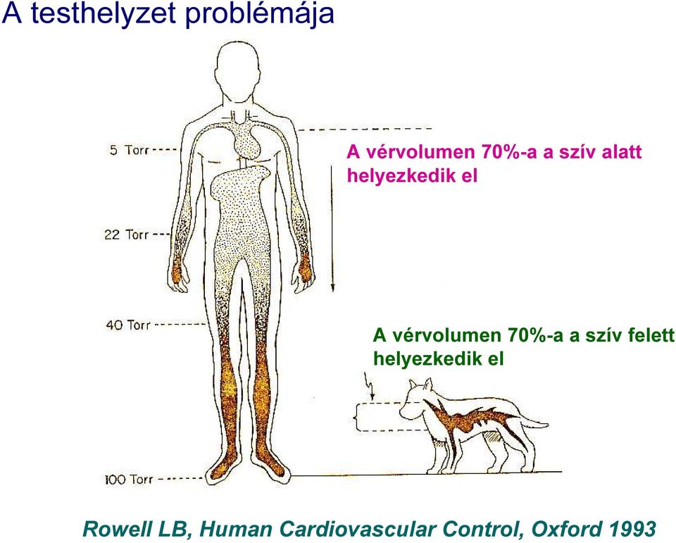 vérvolumen 70%-a a szív felett helyezkedik