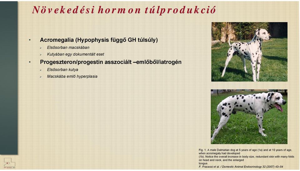 A male Dalmatian dog at 5 years of age (1a) and at 10 years of age, when acromegaly had developed (1b).