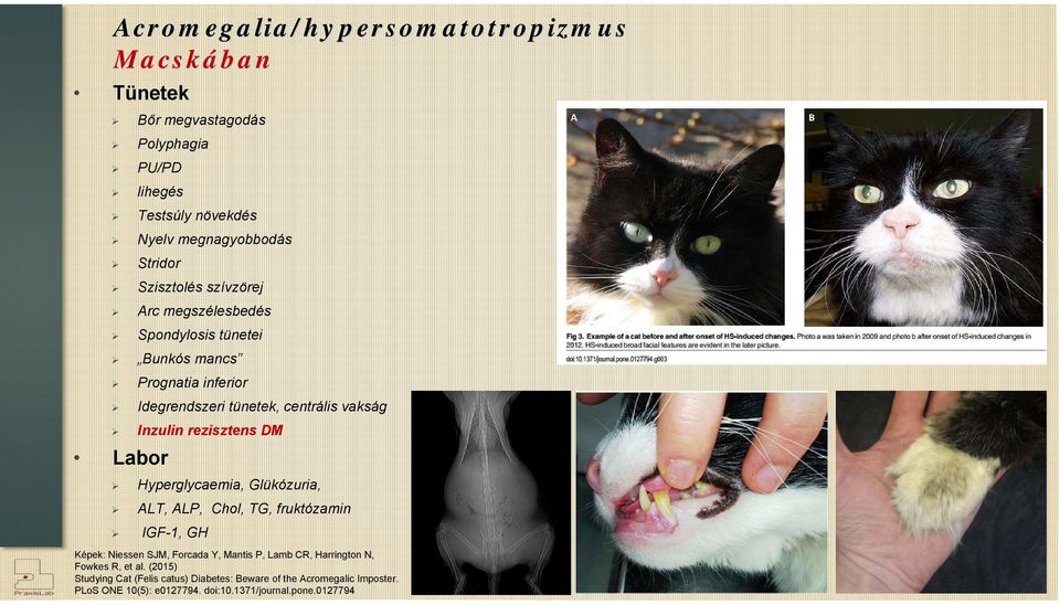 rezisztens DM Labor Hyperglycaemia, Glükózuria, ALT, ALP, Chol, TG, fruktózamin IGF-1, GH Képek: Niessen SJM, Forcada Y, Mantis P, Lamb CR,