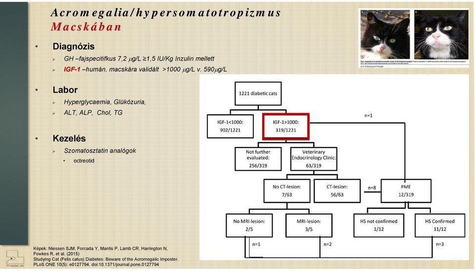 590 g/l Labor Hyperglycaemia, Glükózuria, ALT, ALP, Chol, TG Kezelés Szomatosztatin analógok octreotid Képek: Niessen