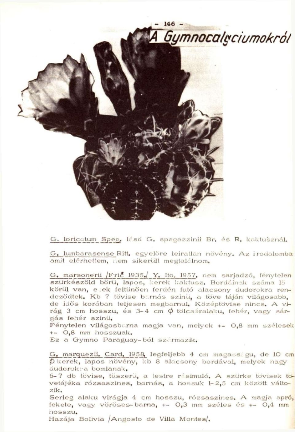 rnás szinü, a töve táján világosabb, de idős korában teljesen megbarnul. Középtövise nincs. A virág 3 cm hosszú, és 3-4 cm 0 tölcs Jralaitu, fehér, vagy sár^gás fehér szinü. Fénytelen világosb.