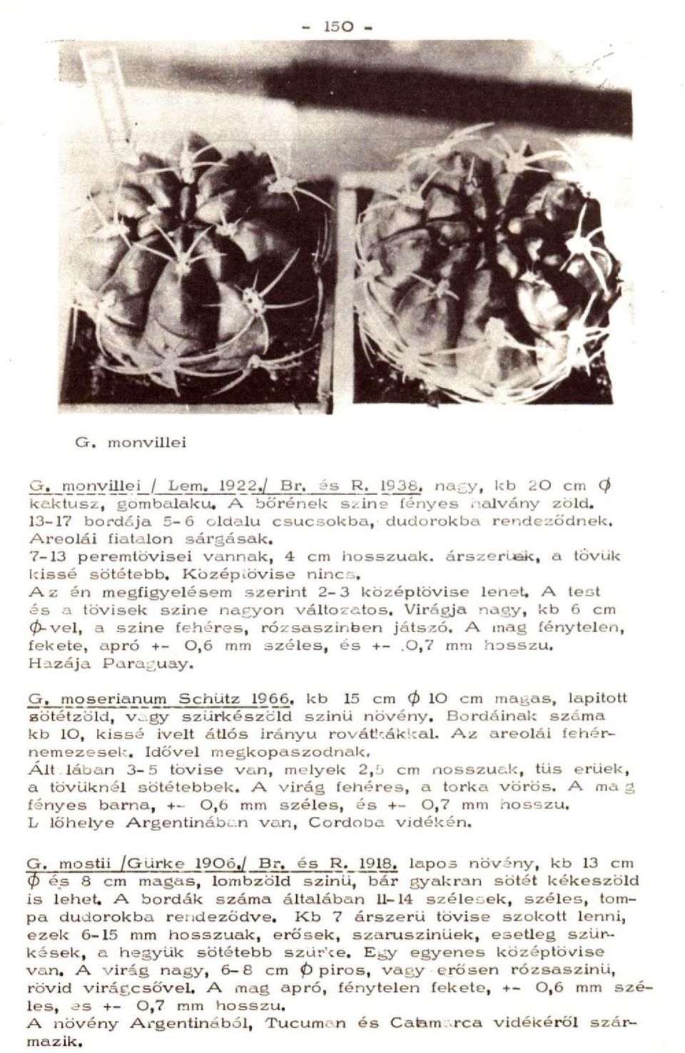 A test és a tövisek szine nagyon válto>;atos. Virágja nagy, kb 6 cm 0-vel, a szine fetiéres, rózsaszínben játszó. A mag fénytelen, fekete, apró +- 0,6 mm széles, és +-.0,7 mm hosszú. Hazája Paraguay.
