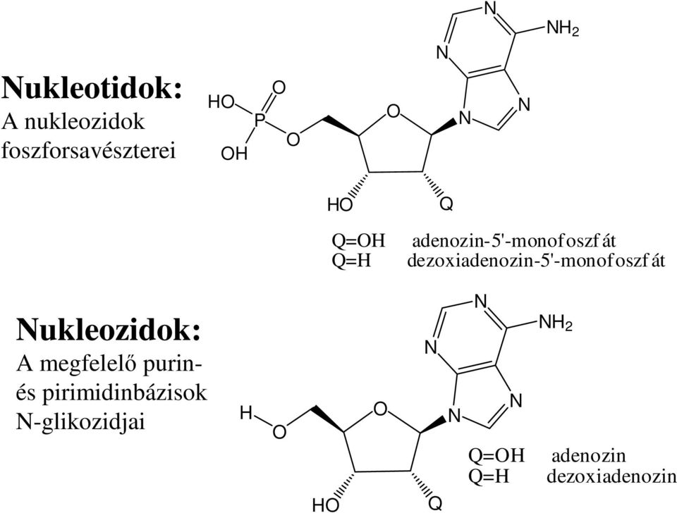 dezoxiadenozin-5'-monofoszf át ukleozidok: A