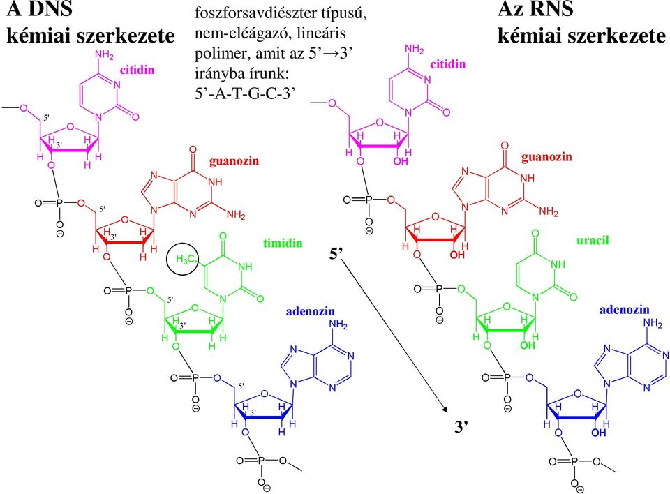 polimer, amit az 5 3 irányba írunk: 5 -A-T-G--3