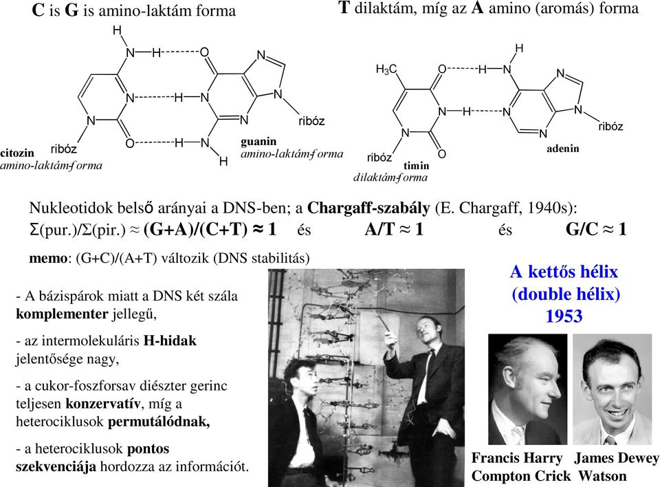 ) (G+A)/(+T) 1 és A/T 1 és G/ 1 memo: (G+)/(A+T) változik (DS stabilitás) - A bázispárok miatt a DS két szála komplementer jellegű, - az intermolekuláris