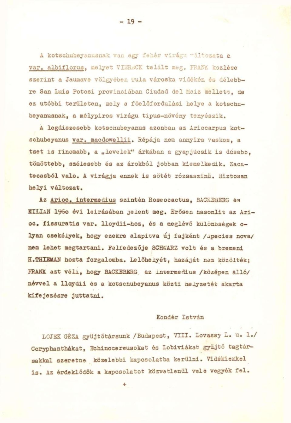 kotschubeyanusnak, a mölypiros virágú tipus-növény tenyészik. A legdíszesebb kotschubeyeinus azonban az Ariocarpus kotsohubeyanus var, macdowellil.