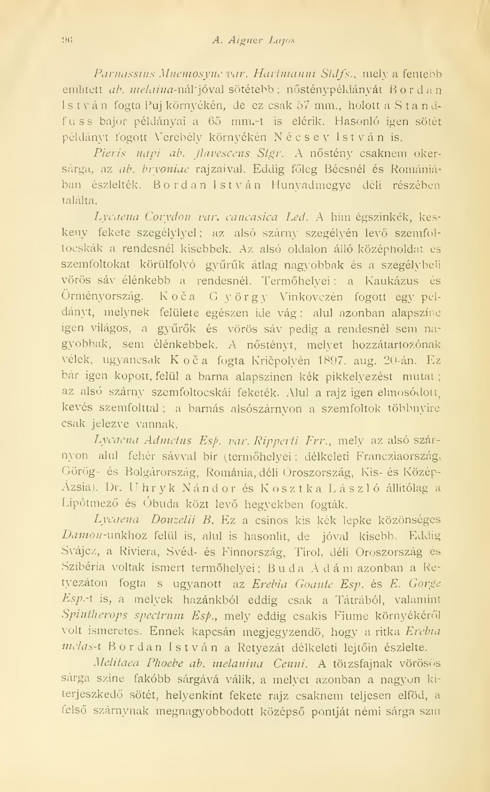 Hasonló igen sötét példányt fogott Verebély környékén N é c s e y István is. Pieris napi ab. flavescens Stgr. A nsténj' csaknem okersárga, az ab. bryoniae rajzaival.