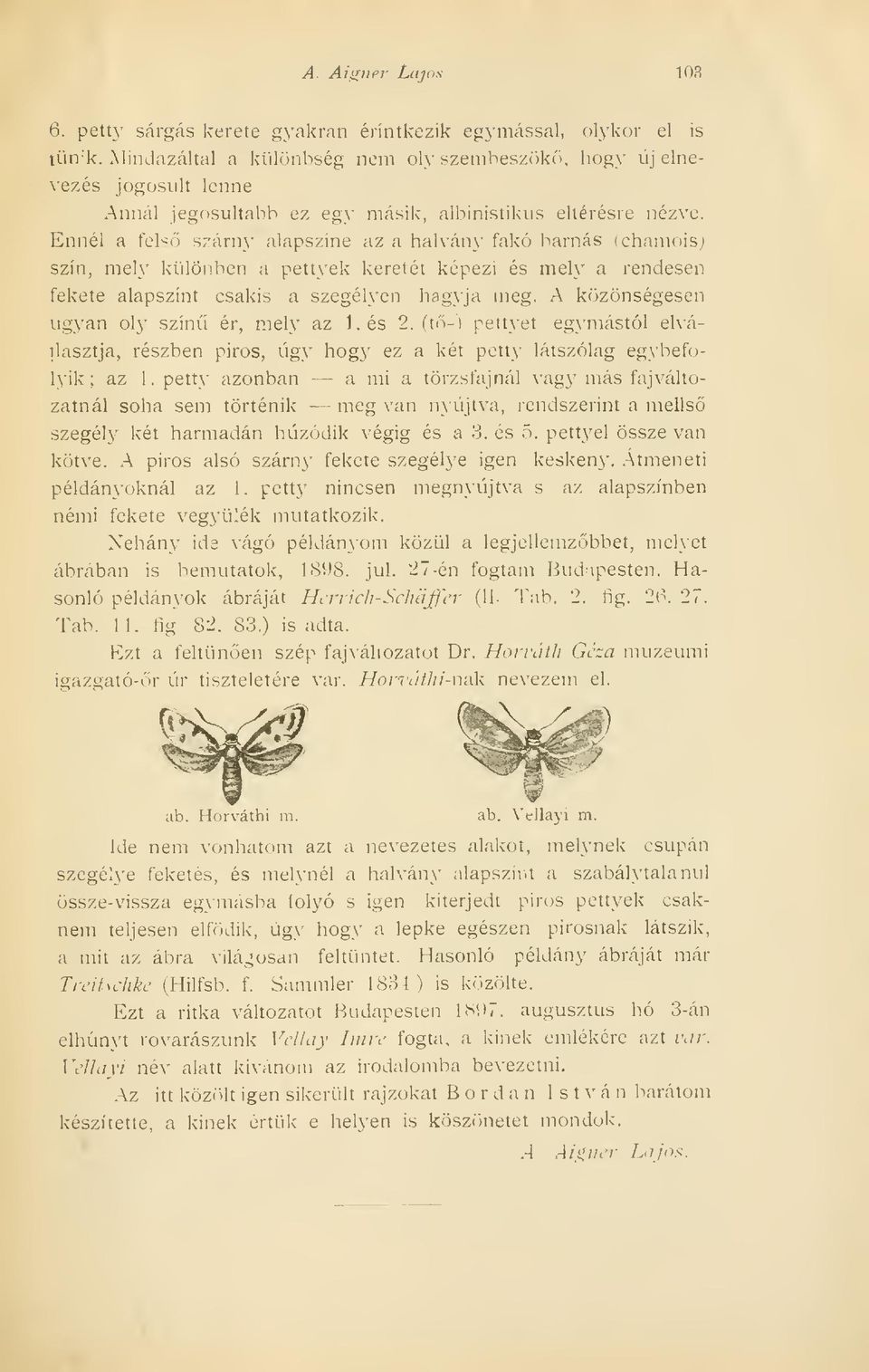 Ennél a fels szárny alapszine az a halvány fakó barnás (chamois) szín, meh' különben a pettyek keretét képezi és mely a rendesen fekete alapszínt csakis a szegélyen hagyja meg.