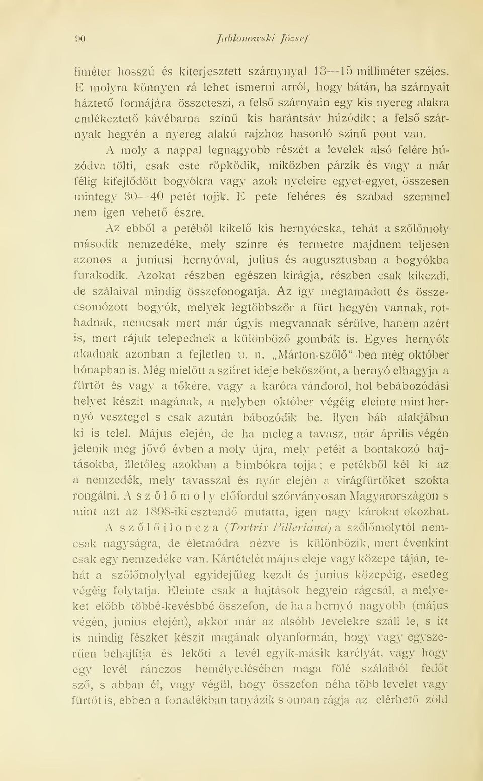 szárn^^ak hegyén a nyereg alakú rajzhoz hasonló szín pont van.