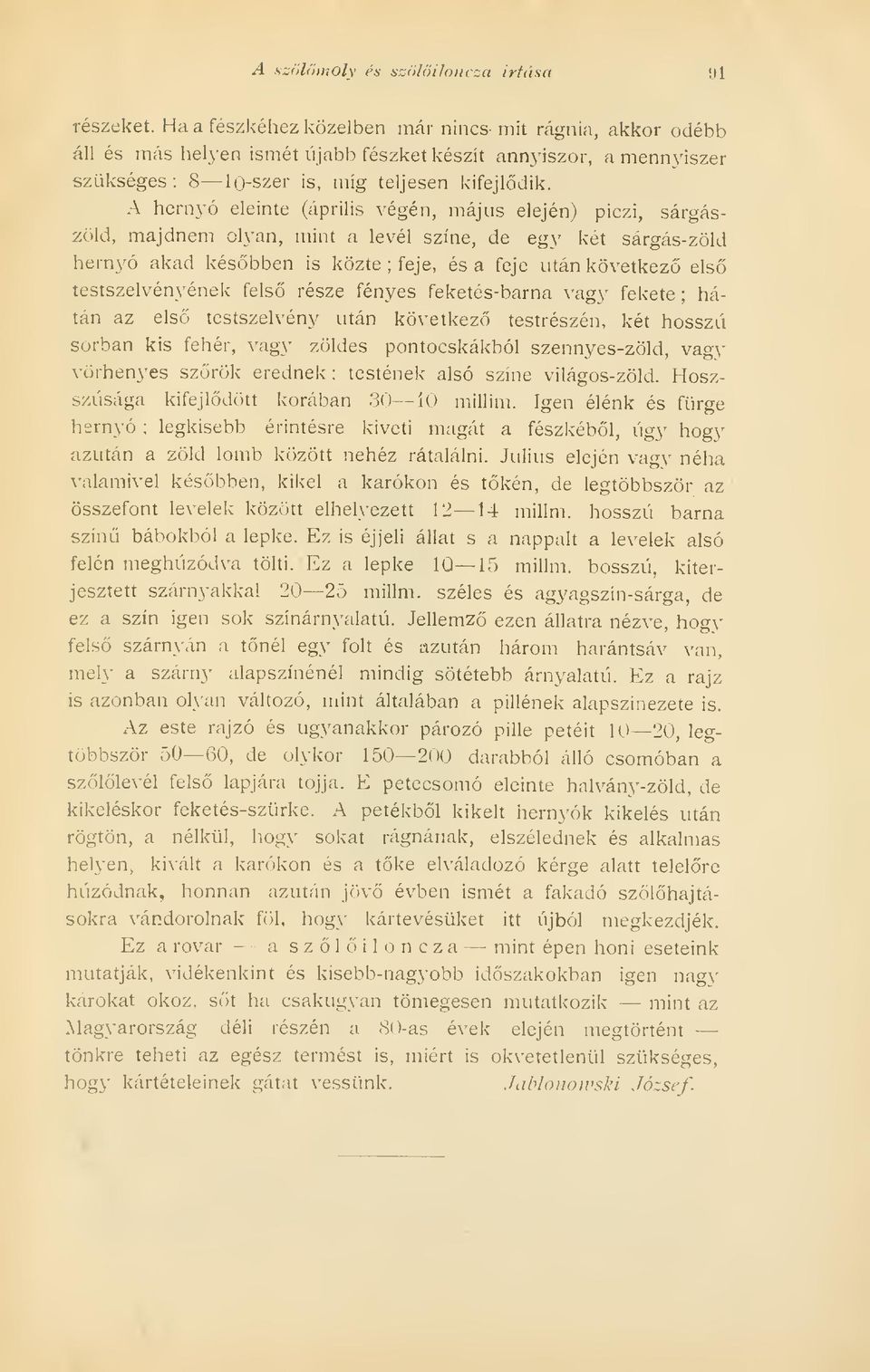 A hernyó eleinte (április végén, május elején) piczi, sárgászöld, majdnem olyan, mint a levél színe, de egy két sárgás-zöld hernyó akad késbben is közte ; feje, és a feje után következ els
