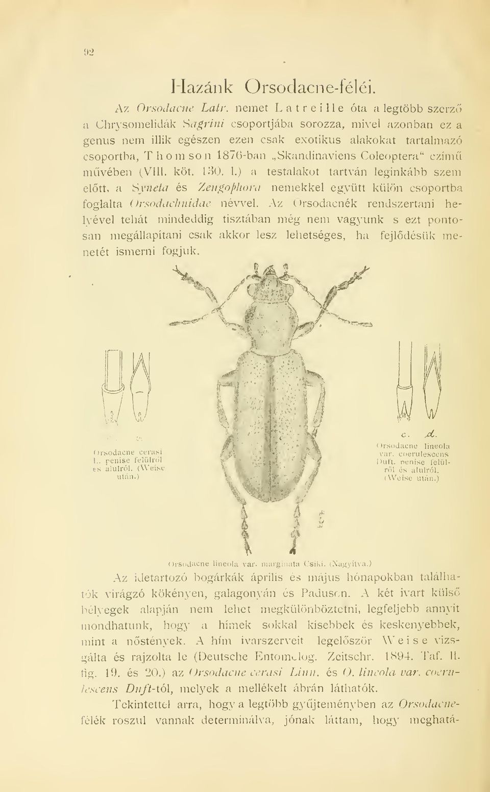 Skandinaviens Coleoptera" czim mvében (V^lll. köt. 180. 1.) a testalakot tartván leginkább szem eltt, a 'Syneí és 7,eugo[>liord nemekkel együtt külön csoportba foglalta Orsodüchnidae névvel.