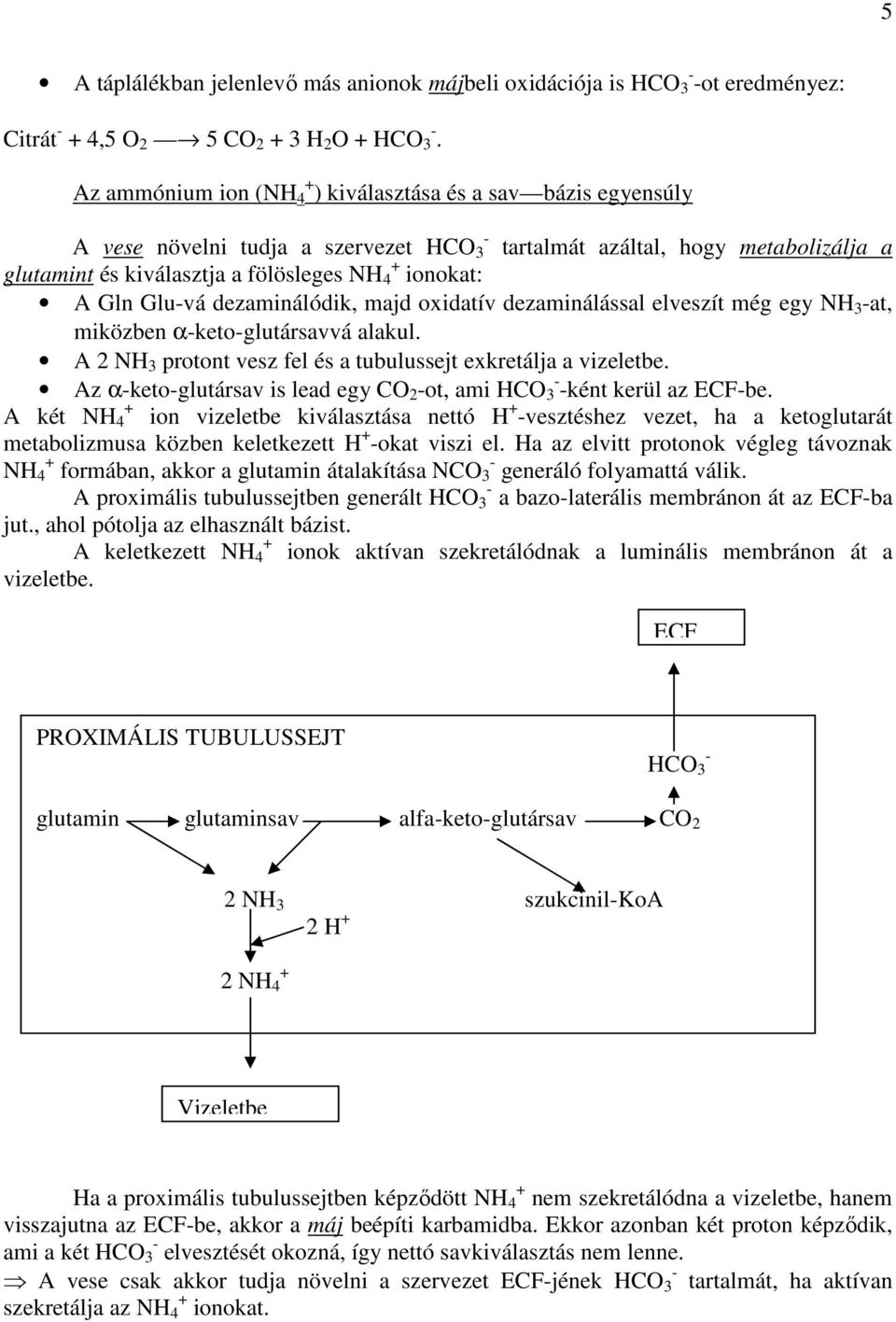 A Gln Glu-vá dezaminálódik, majd oxidatív dezaminálással elveszít még egy NH 3 -at, miközben α-keto-glutársavvá alakul. A 2 NH 3 protont vesz fel és a tubulussejt exkretálja a vizeletbe.