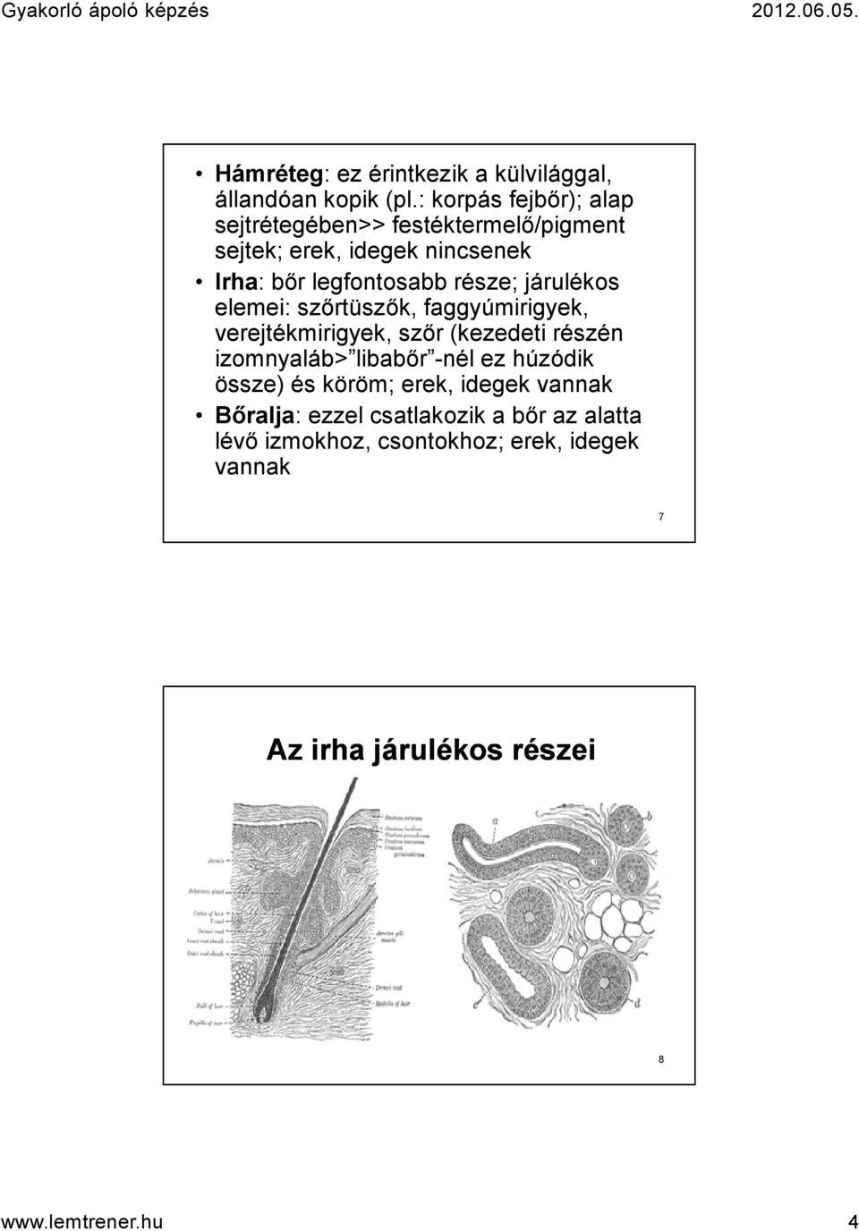 része; járulékos elemei: szőrtüszők, faggyúmirigyek, verejtékmirigyek, szőr (kezedeti részén izomnyaláb> libabőr -nél