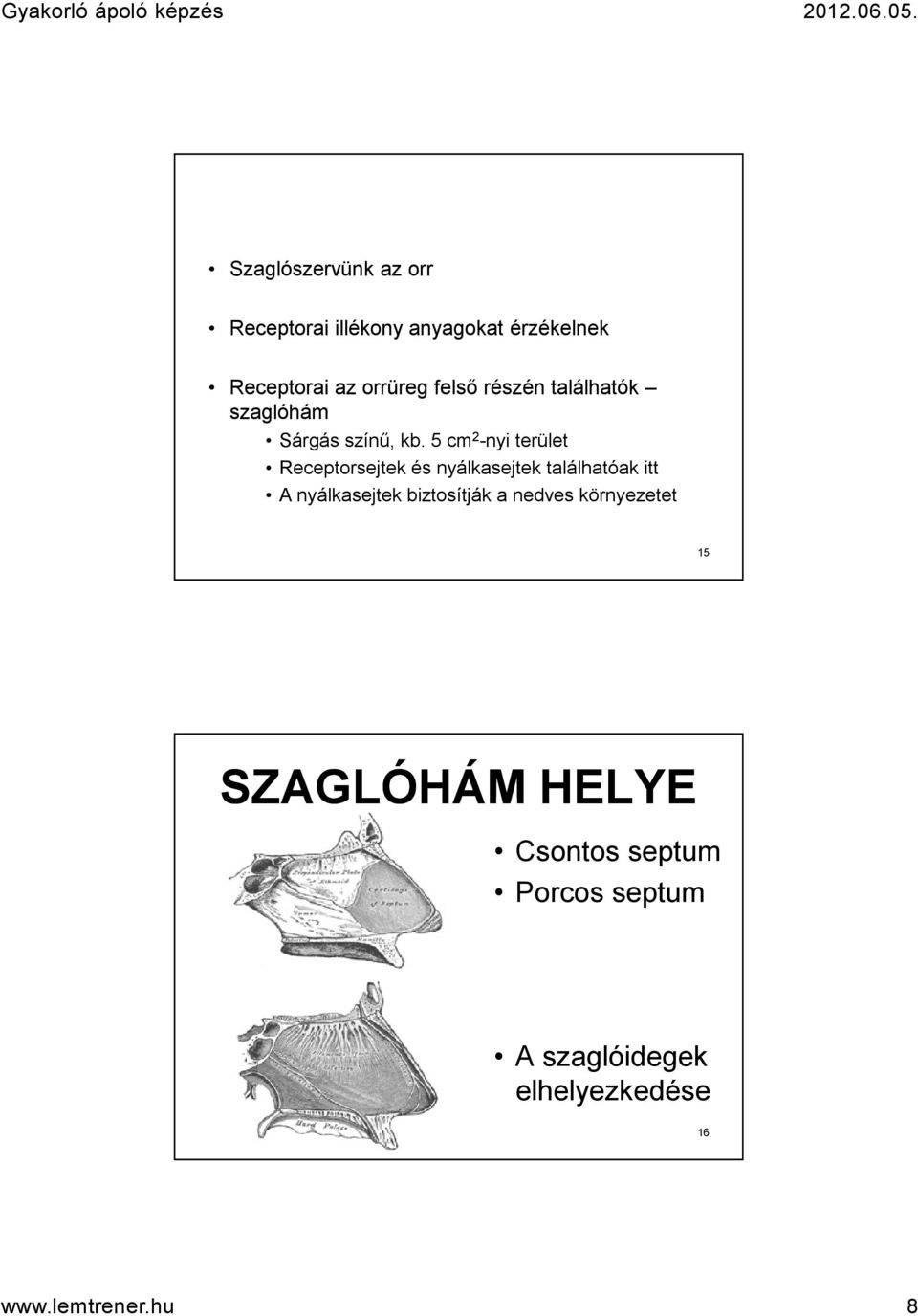 5 cm 2 -nyi terület Receptorsejtek és nyálkasejtek találhatóak itt A nyálkasejtek