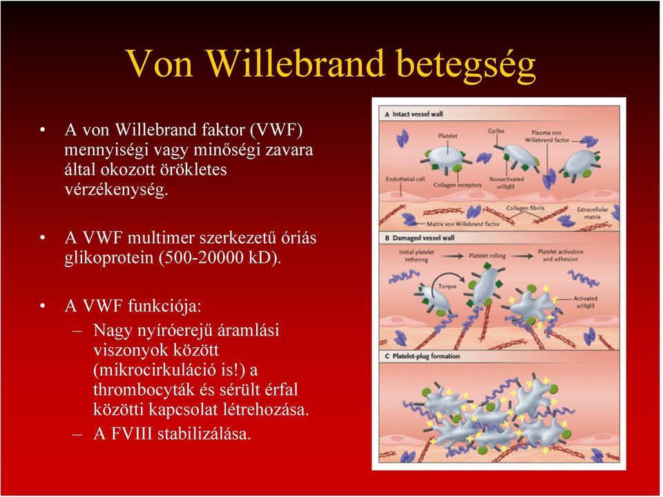 A VWF multimer szerkezetű óriás glikoprotein (500-20000 kd).
