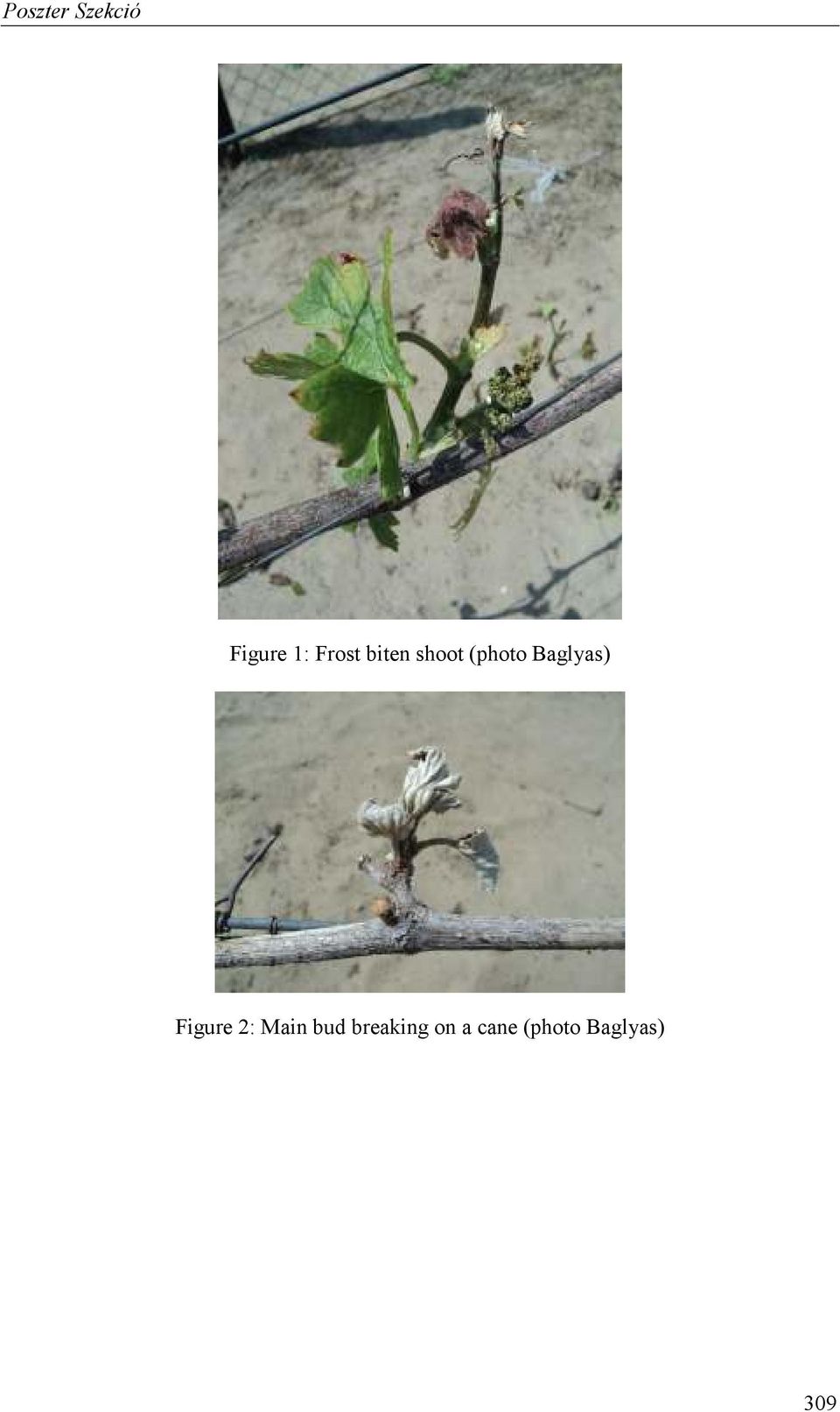 Figure 2: Main bud