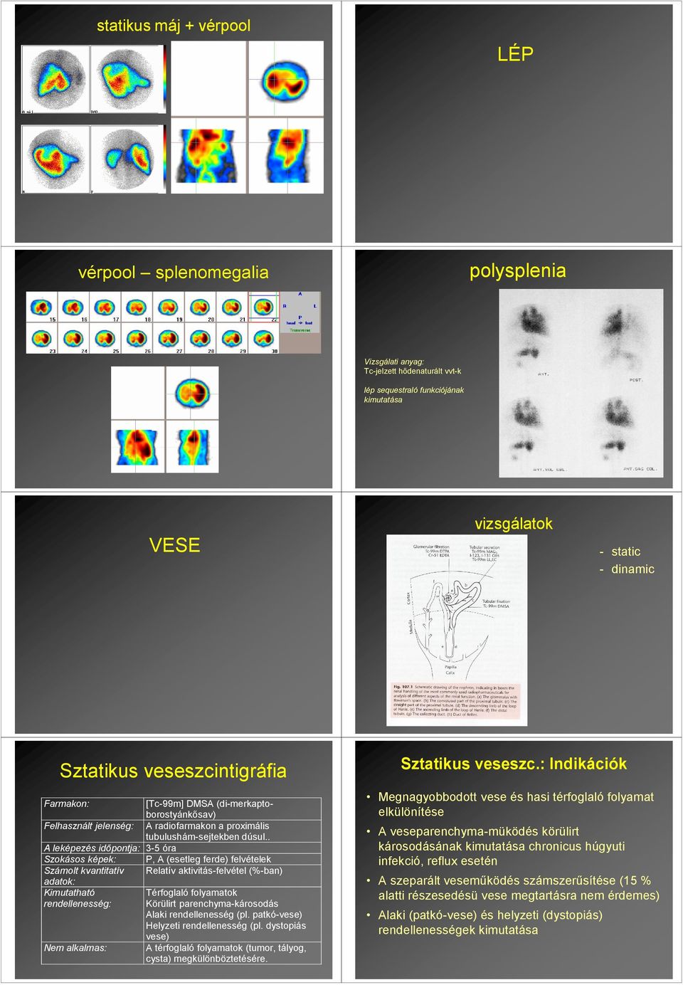 . A leképezés idıpontja: 3-5 óra Szokásos képek: P, A (esetleg ferde) felvételek Számolt kvantitatív Relatív aktivitás-felvétel (%-ban) adatok: Kimutatható Térfoglaló folyamatok rendellenesség: