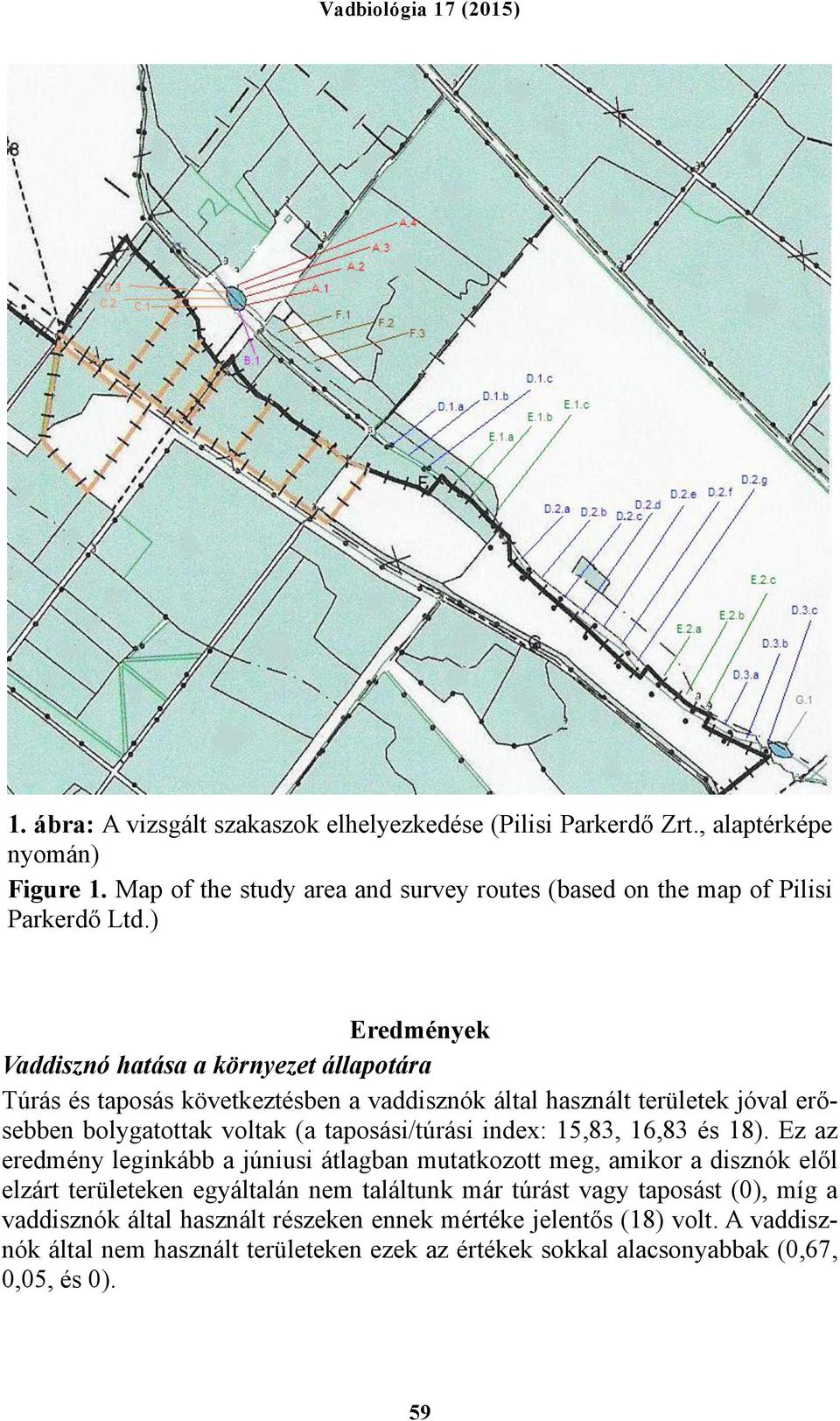 ) Eredmények Vaddisznó hatása a környezet állapotára Túrás és taposás következtésben a vaddisznók által használt területek jóval erősebben bolygatottak voltak (a taposási/túrási index: