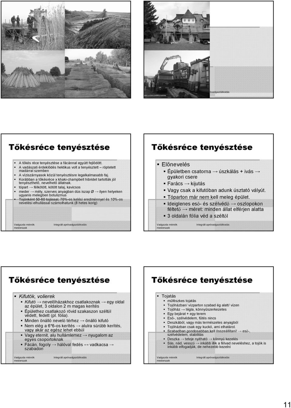 Korábban a tőkésrt sréce x khaki-champbell hibridet tartották k jól j tenyészthet szthető,, nevelhető állatnak.