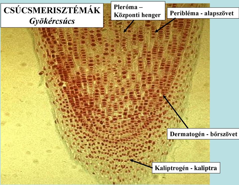 Peribléma - alapszövet