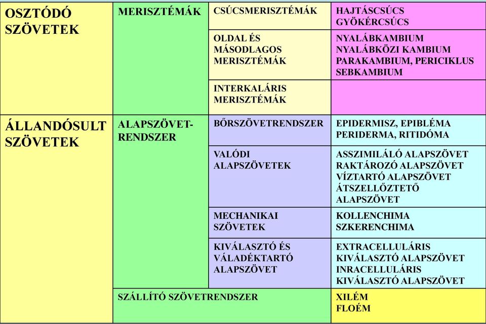 EPIBLÉMA PERIDERMA, RITIDÓMA ASSZIMILÁLÓ ALAPSZÖVET RAKTÁROZÓ ALAPSZÖVET VÍZTARTÓ ALAPSZÖVET ÁTSZELLŐZTETŐ ALAPSZÖVET MECHANIKAI SZÖVETEK KOLLENCHIMA