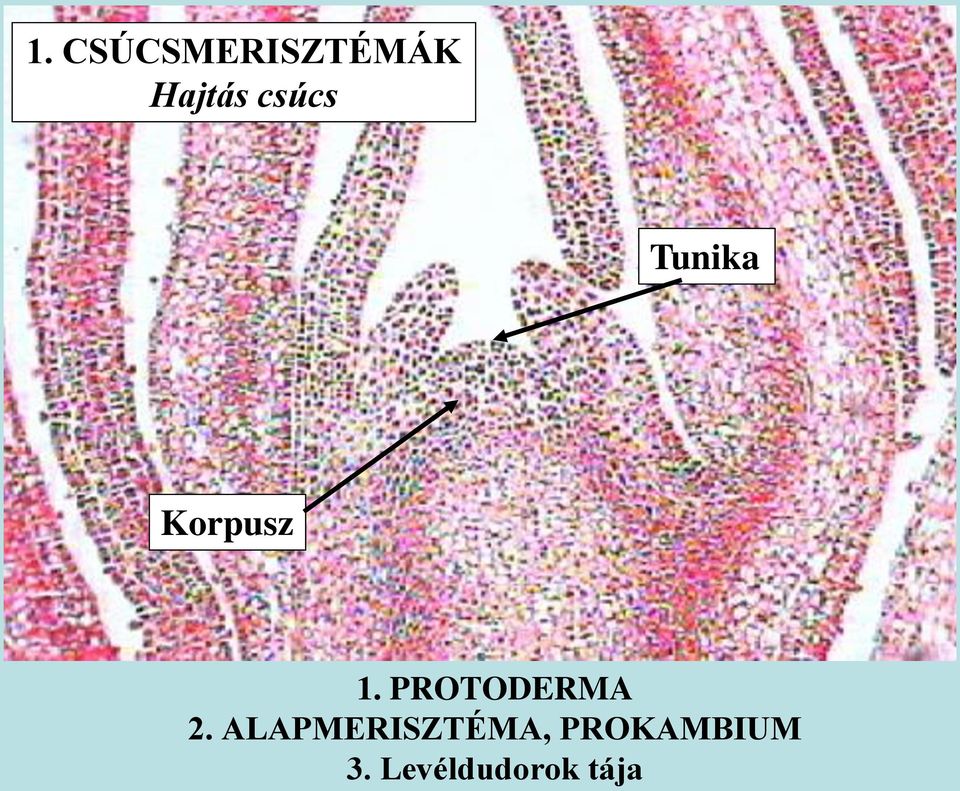 PROTODERMA 2.