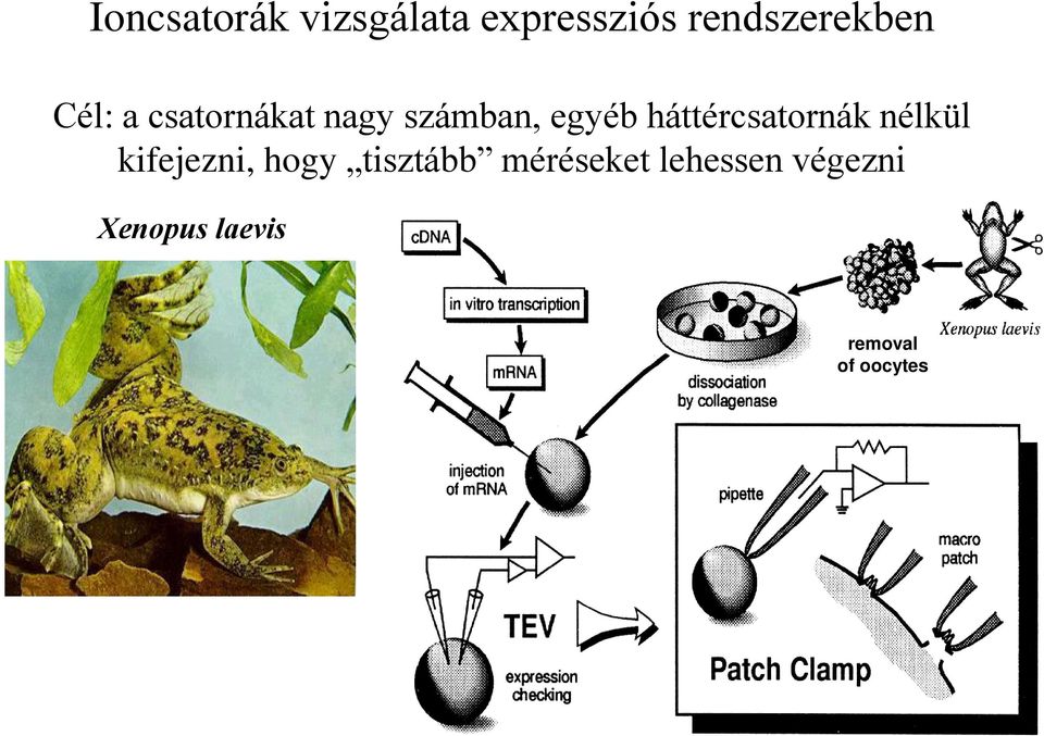 háttércsatornák nélkül kifejezni, hogy tisztább