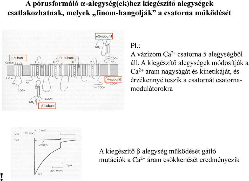 A kiegészítő alegységek módosítják a Ca 2+ áram nagyságát és kinetikáját, és érzékennyé teszik