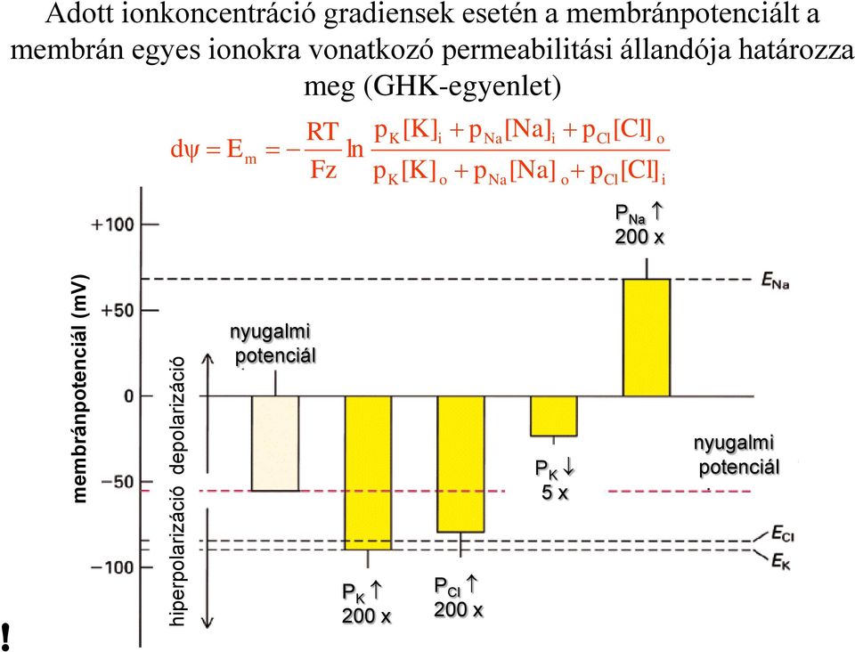 határozza meg (GHK-egyenlet) dψ E m RT Fz ln p p K K [K] [K] i o p p Na Na [Na] i [Na] p o