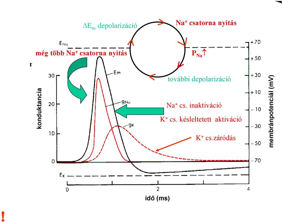 channel opening P Na további depolarizáció Na + cs.