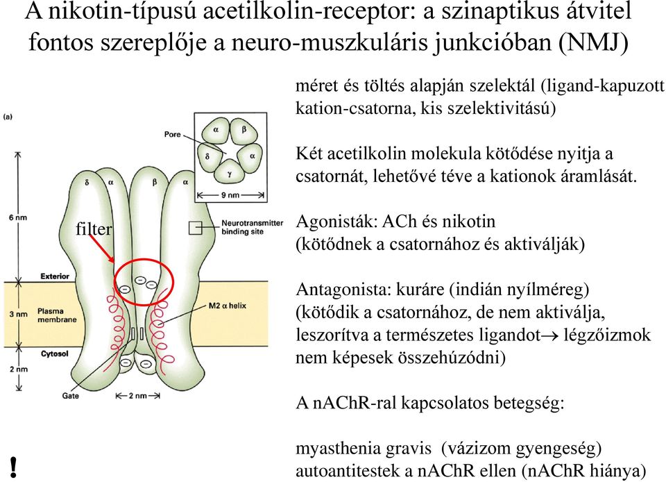 filter Agonisták: ACh és nikotin (kötődnek a csatornához és aktiválják) Antagonista: kuráre (indián nyílméreg) (kötődik a csatornához, de nem aktiválja,