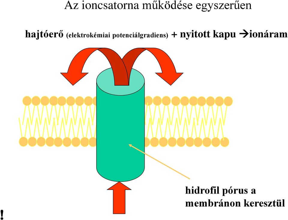 potenciálgradiens) + nyitott kapu