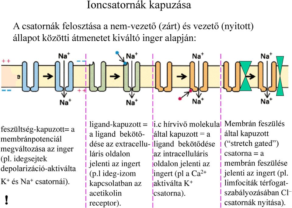 l ideg-izom kapcsolatban az acetikolin receptor). i.c hírvivő molekula által kapuzott = a ligand bekötődése az intracelluláris oldalon jelenti az ingert (pl a Ca 2+ aktiválta K + csatorna).