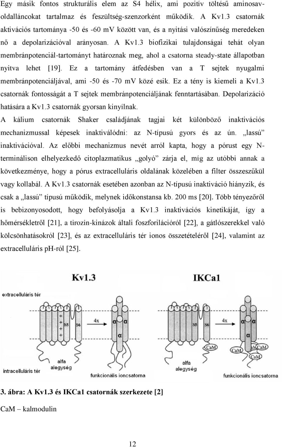 3 biofizikai tulajdonságai tehát olyan membránpotenciál-tartományt határoznak meg, ahol a csatorna steady-state állapotban nyitva lehet [19].