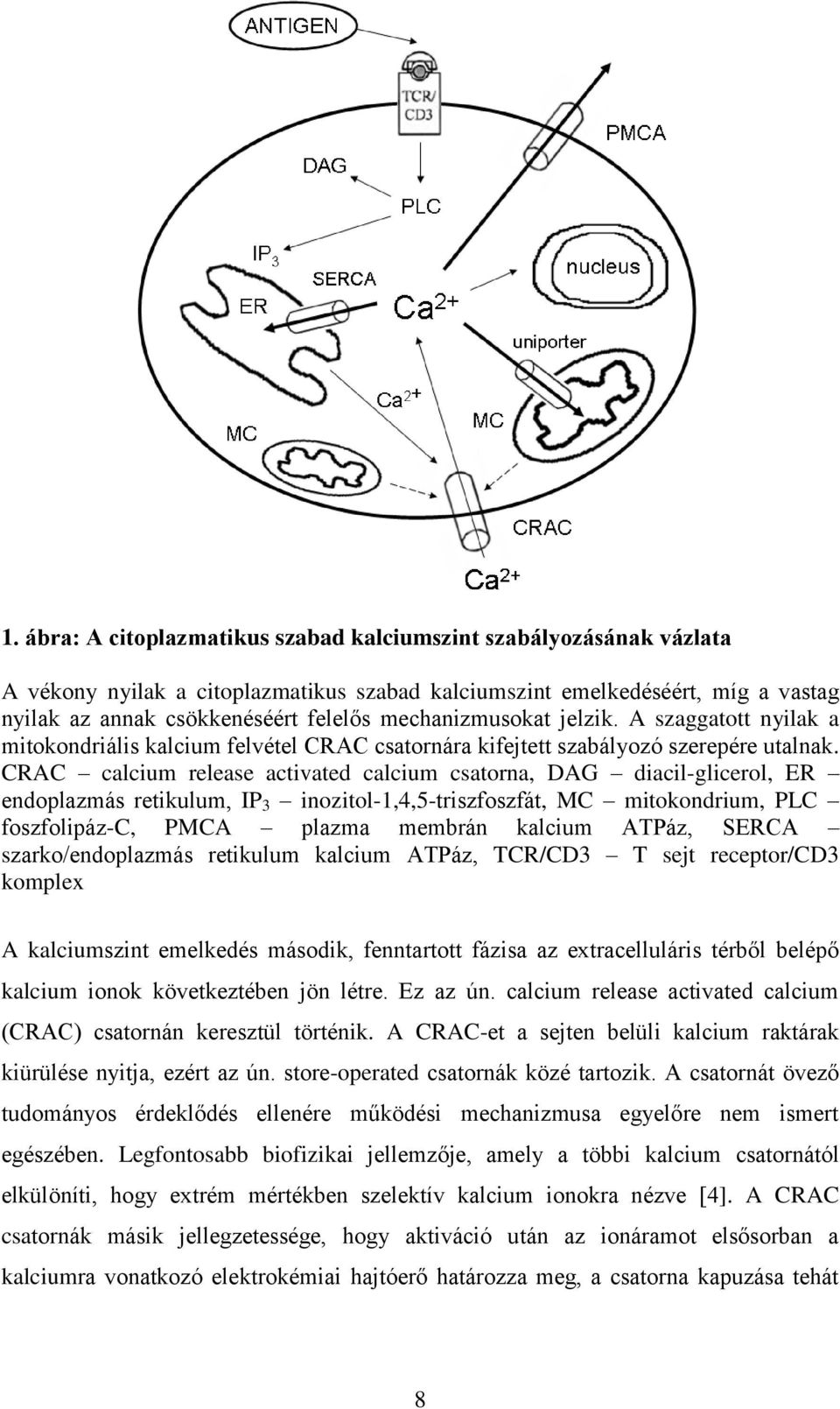 CRAC calcium release activated calcium csatorna, DAG diacil-glicerol, ER endoplazmás retikulum, IP 3 inozitol-1,4,5-triszfoszfát, MC mitokondrium, PLC foszfolipáz-c, PMCA plazma membrán kalcium