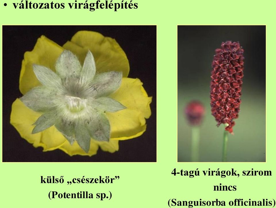 sp.) 4-tagú virágok, szirom