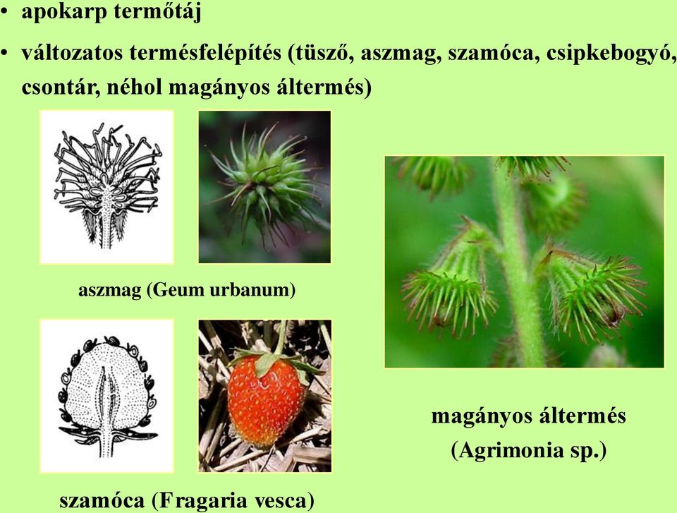 néhol magányos áltermés) aszmag (Geum urbanum)