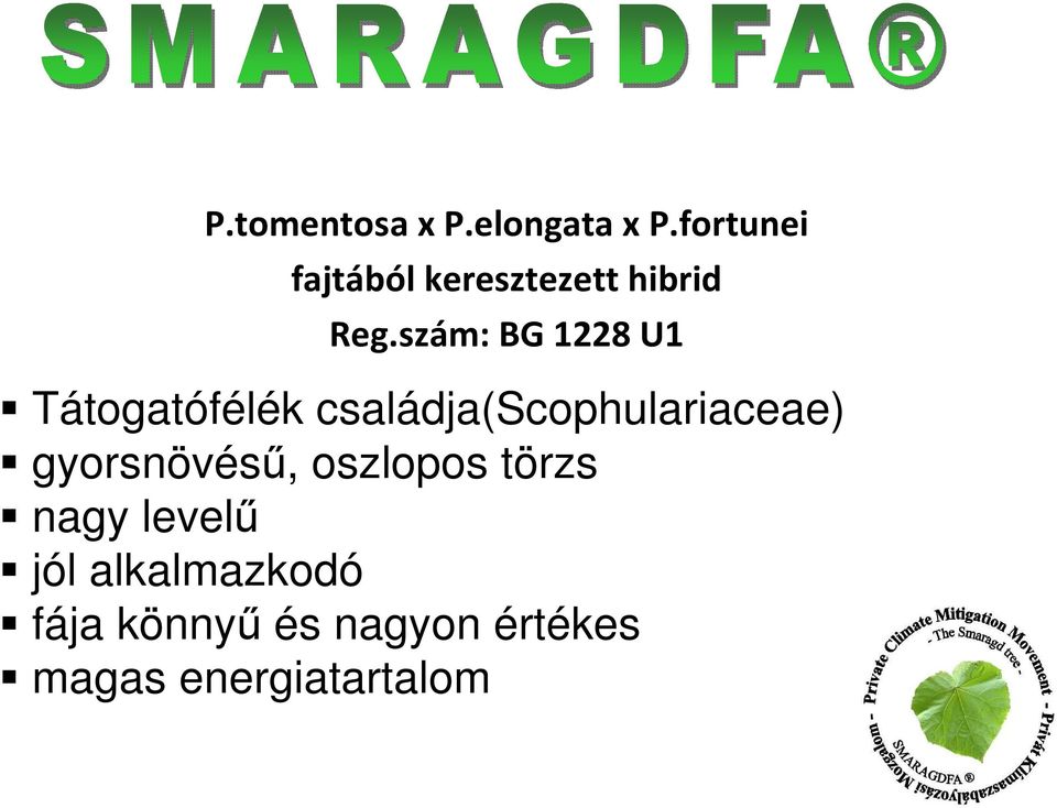 szám: BG 1228 U1 Tátogatófélék családja(scophulariaceae)
