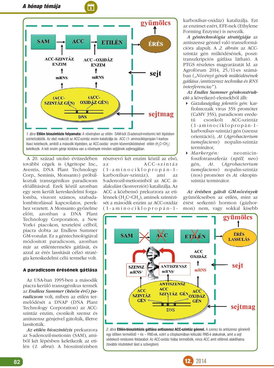 keletkezik. A két enzim génje kódolva van a növények minden sejtjének sejtmagjában. A 20. század utolsó évtizedében további cégek is (Agritope Inc., Aventis, DNA Plant Technology Corp.