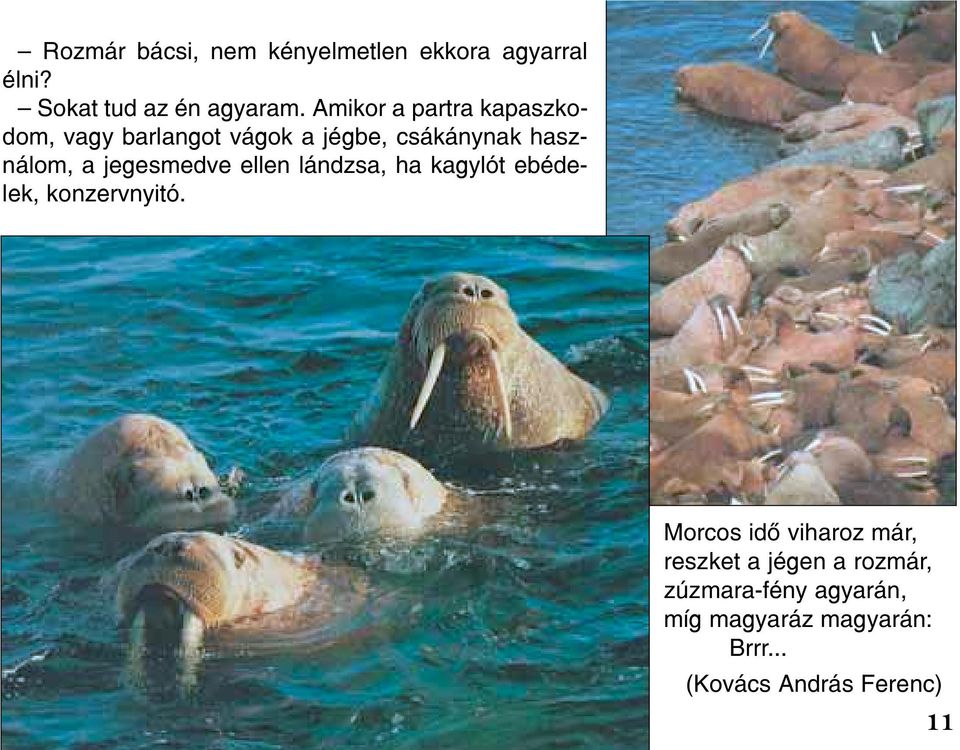 jegesmedve ellen lándzsa, ha kagylót ebédelek, konzervnyitó.