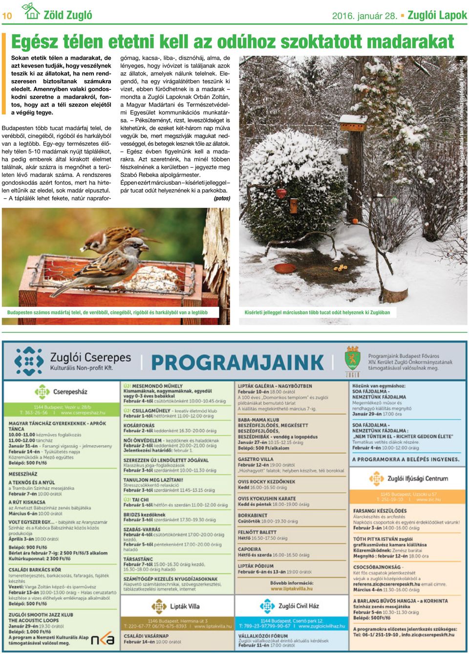 számukra eledelt. Amennyiben valaki gondoskodni szeretne a madarakról, fontos, hogy azt a téli szezon elejétől a végéig tegye.