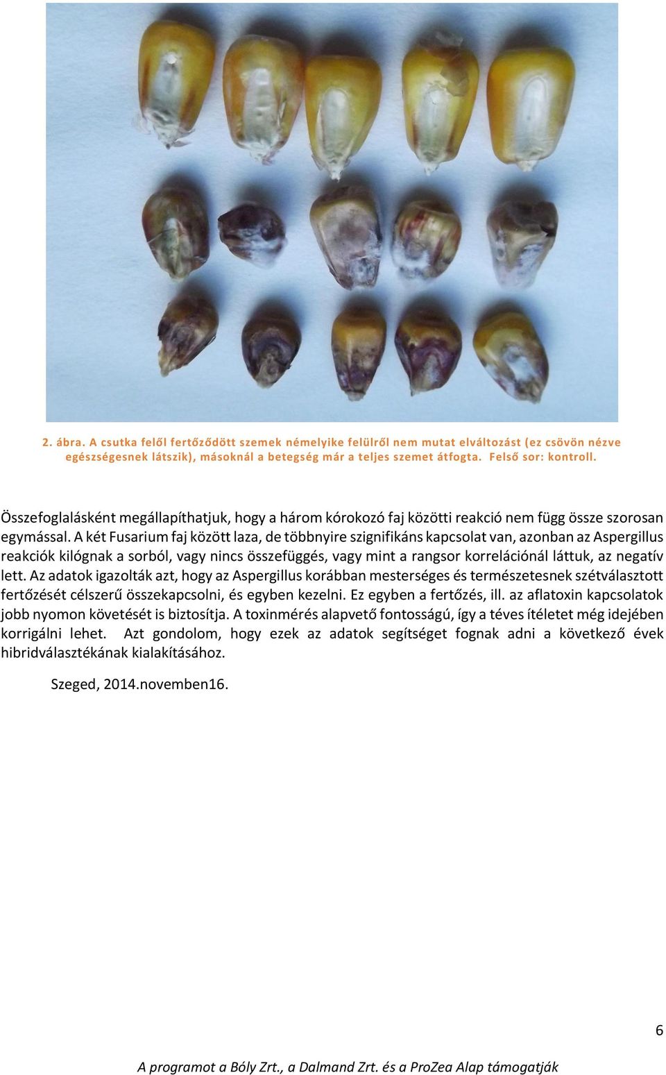 A két Fusarium faj között laza, de többnyire szignifikáns kapcsolat van, azonban az Aspergillus reakciók kilógnak a sorból, vagy nincs összefüggés, vagy mint a rangsor korrelációnál láttuk, az