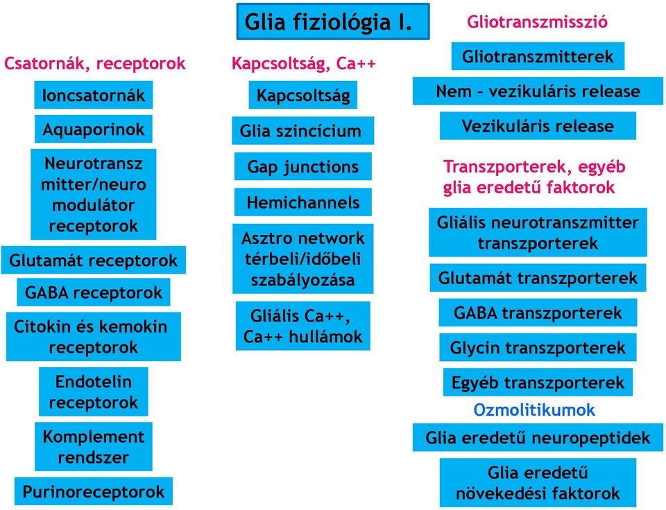 Kapcsoltság, Ca++ Kapcsoltság Glia szincícium Gap junctions Hemichannels Asztro network térbeli/időbeli szabályozása Gliális Ca++, Ca++ hullámok Gliotranszmisszió