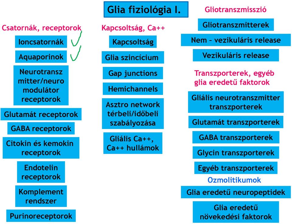 Kapcsoltság, Ca++ Kapcsoltság Glia szincícium Gap junctions Hemichannels Asztro network térbeli/időbeli szabályozása Gliális Ca++, Ca++ hullámok Gliotranszmisszió