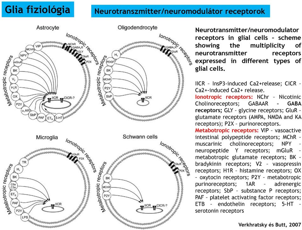 Ionotropic receptors: NChr Nicotinic Cholinoreceptors; GABAAR GABA receptors; GLY glycine receptors; GluR glutamate receptors (AMPA, NMDA and KA receptors); P2X purinoreceptors.