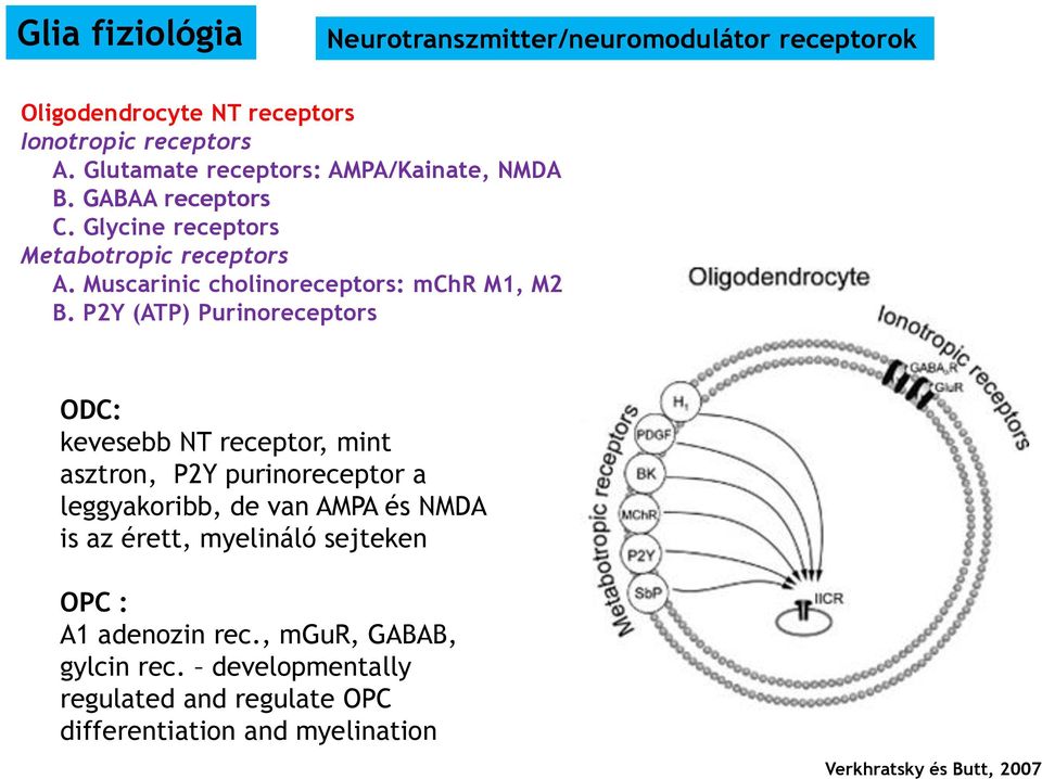 Muscarinic cholinoreceptors: mchr M1, M2 B.