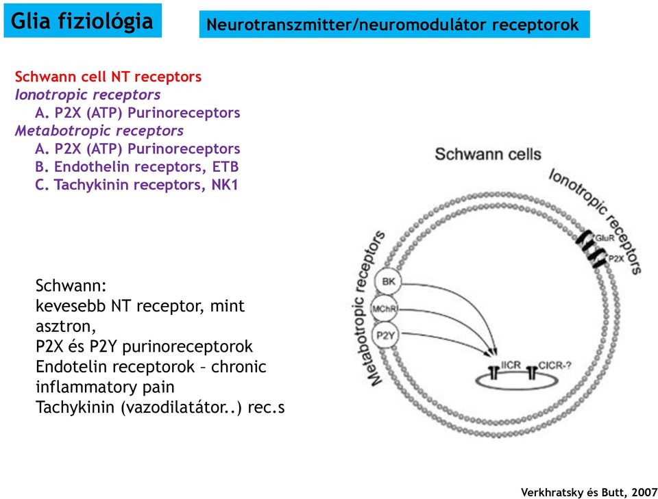Endothelin receptors, ETB C.