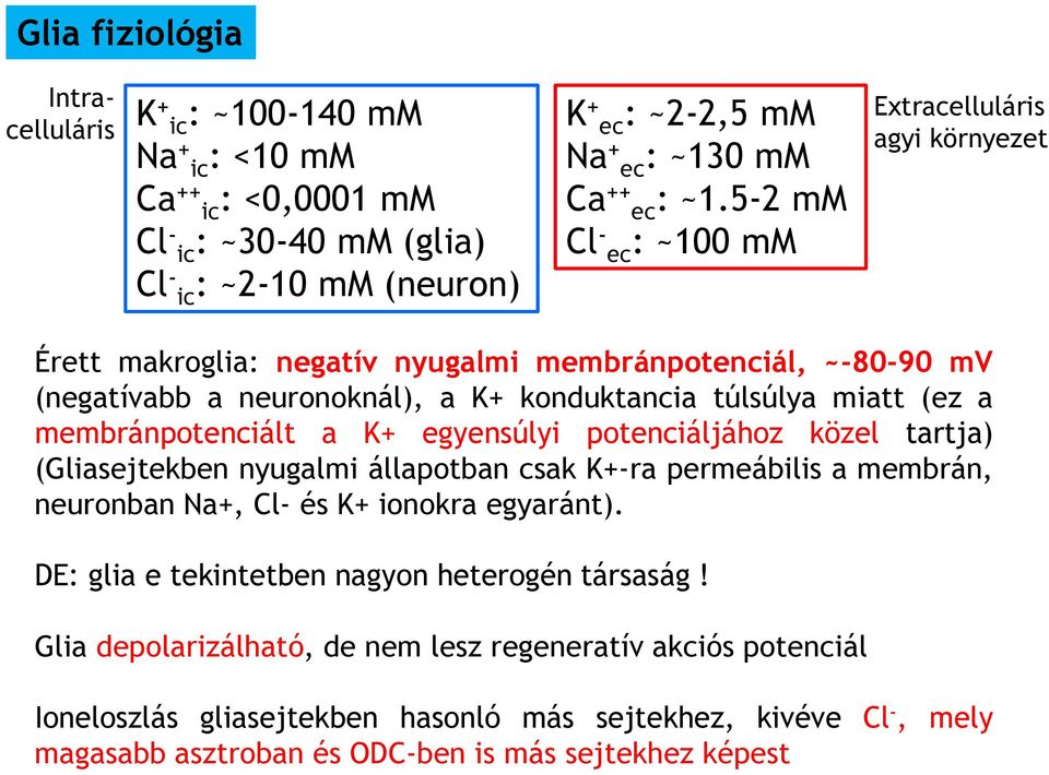 membránpotenciált a K+ egyensúlyi potenciáljához közel tartja) (Gliasejtekben nyugalmi állapotban csak K+-ra permeábilis a membrán, neuronban Na+, Cl- és K+ ionokra egyaránt).